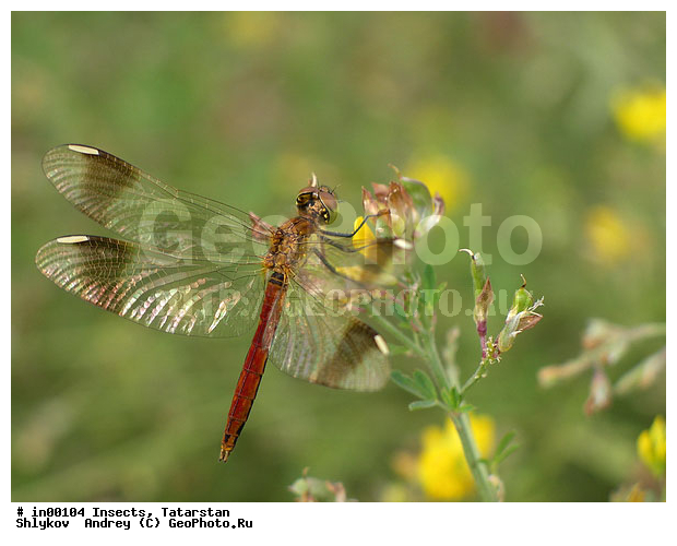 Animals, Dragonfly, Naberezhnye Chelny, Nature, Russia, Tatarstan, insects