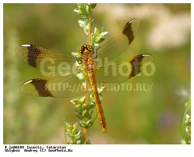 Animals, Dragonfly, Naberezhnye Chelny, Nature, Russia, Tatarstan, insects