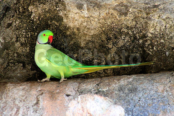 �����, ����� ��������� �������, ���������� ������� �������, �������, �����, ����� �����, �����������, ��������, ��������, �����, �����, ��������, �����������, XYZ, ����������, Psittacidae, ��������� ��������� �������, ���������� ������� �������, Psittacula krameri