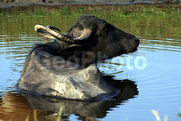 ���, �����, �������� �����, ��������, ��������, �������������, �������������, �����, �����, XYZ, ���������, Bovidae, ��������� ������, ��������� ������, Bubalus bubalis