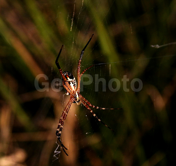 ���, �����, ��������� ���������, ���������, ��������������, �������������, ��������������