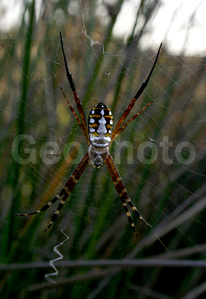 ���, �����, ��������� �����, ��������������, �������������, ��������������