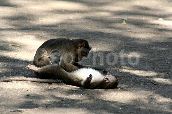 ����, ������, �����, ������, ������, ������ ��������, ��������, ��������, �������������, �������������, �����, �����, XYZ, �����������, Cercopithecidae, ��������� �����, ����� ������, Macaca radiata, Cercocebus radiatus