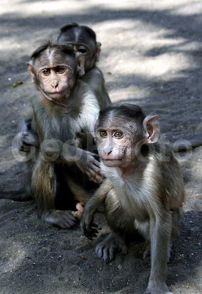 ����, ������, �����, ������, ������, ������ ��������, ��������, ��������, �������������, �������������, �����, �����, XYZ, �����������, Cercopithecidae, ��������� �����, ����� ������, Macaca radiata, Cercocebus radiatus