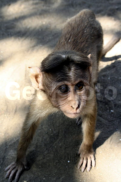 ����, ������, �����, ������, ������, ������ ��������, ��������, ��������, �������������, �������������, �����, �����, XYZ, �����������, Cercopithecidae, ��������� �����, ����� ������, Macaca radiata, Cercocebus radiatus