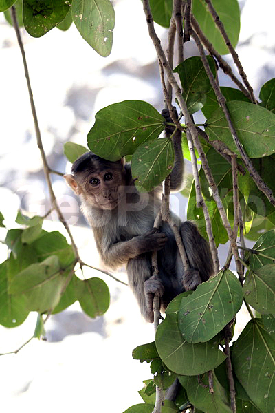 ����, ������, �����, ������, ������, ������ ��������, ��������, ��������, �������������, �������������, �����, �����, XYZ, �����������, Cercopithecidae, ��������� �����, ����� ������, Macaca radiata, Cercocebus radiatus