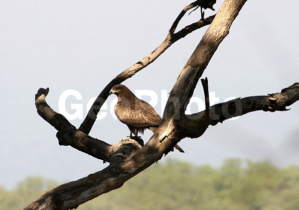 �����, ������