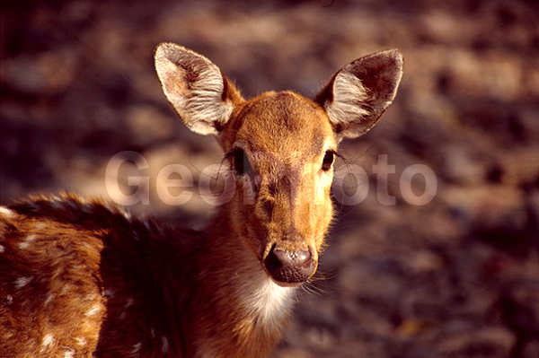 ����, �����, ���������, ������ ����, ������, �������, ���� ������, �������, �������� �����, �����, ��������, ��������, �������������, �������������, �����, �����, XYZ, ��������, ������, Cervidae, �����, ��������� �����, Axis axis