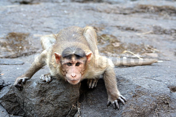 ����, ��������, �����, ����� ����, ����������, �������, ������������, ��������, �������� �����, ������, ��������, ��������, ��������, �������������, �������������, �����, �����, XYZ, �����������, Cercopithecidae, ��������� �����, ����� ������, Macaca radiata, Cercocebus radiatus