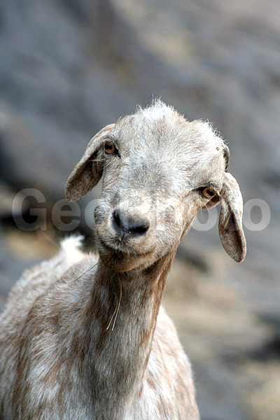 ����, ��������, �����, ����� ����, ����������, �������, ������������, ��������, �������� �����, ����, ����