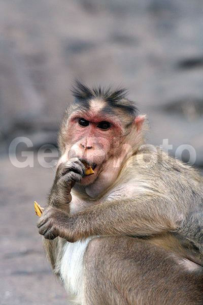 ����, ��������, �����, ����� ����, ����������, �������, ������������, �������� �����, ������, ��������, ��������, ��������, �������������, �������������, �����, �����, XYZ, �����������, Cercopithecidae, ��������� �����, ����� ������, Macaca radiata, Cercocebus radiatus