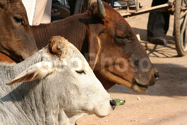 ��������, �����, ��������, �������� �����