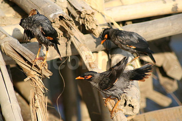 ��������, �����, �����, �����, �����, ����� ����, ����� �����, ��������, ��������, �����, �����, ��������, �����������, XYZ, ����������, Sturnidae, ��������� �����, Acridotheres ginginianus, ��������� �����