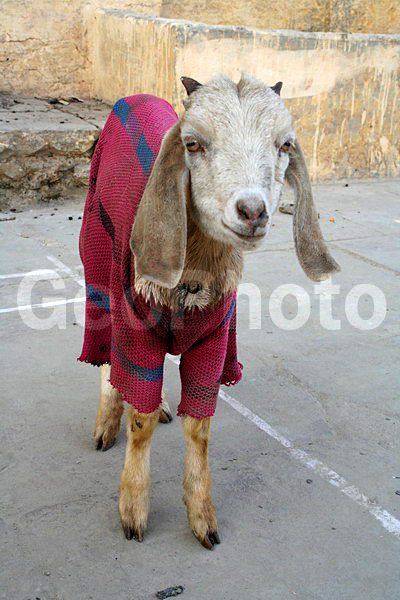 ��������, �����, ����, �������� �����, ���������� ��������