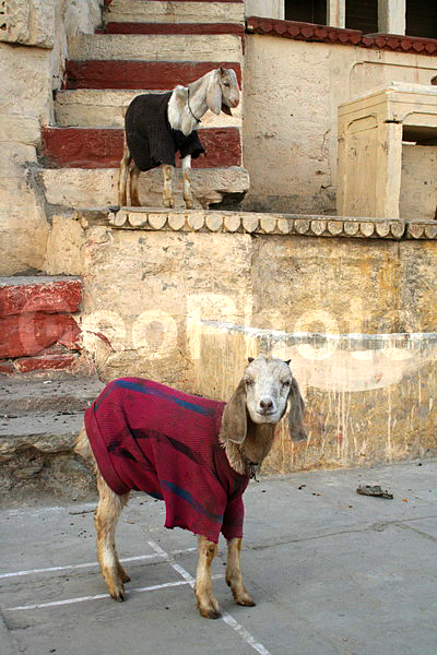 ��������, �����, ����, �������� �����, ���������� ��������