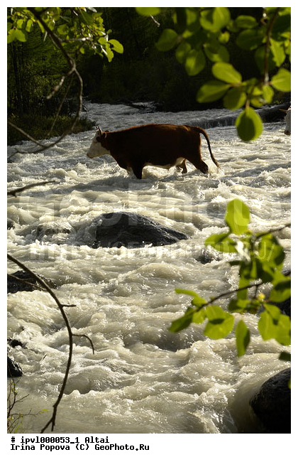 �����, ������ ����, ������, ������������