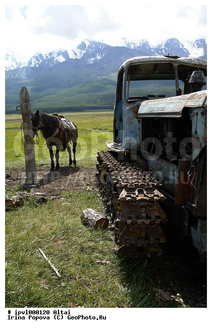 �����, ����, ����, ������, ���, �������� �������, �������, ������, ��������, ��������, �������������, �������������, �����, �����, XYZ, ���������, Equidae, �������� ������, Equus ferus caballus