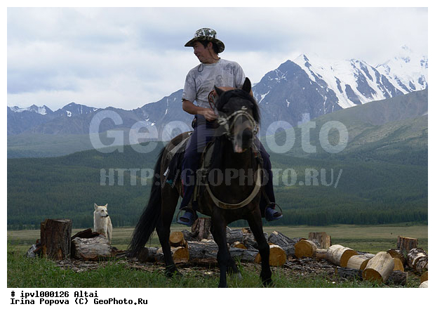 �����, ����, ����, ������, ���, ����, ������, �������� �������, ������, ��������, ��������, �������������, �������������, �����, �����, XYZ, ���������, Equidae, �������� ������, Equus ferus caballus