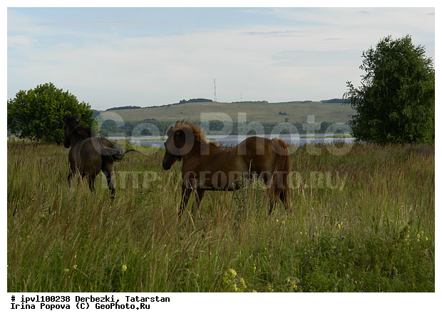 ��������, ���������, �������, ����, ������, ������ � ����, ���, ������, ����, ������, ��������, ��������, �������������, �������������, �����, �����, XYZ, ���������, Equidae, �������� ������, Equus ferus caballus