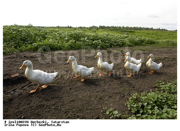 ��������, ���������, ��������, ����, �������, ������, ����