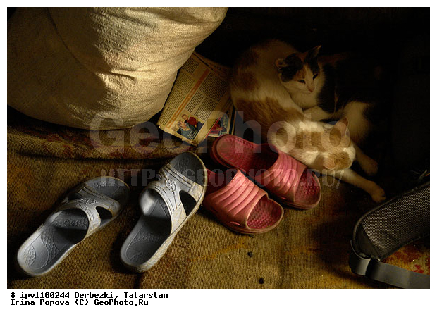 ��������, ���������, ����������� ���, �������, �����