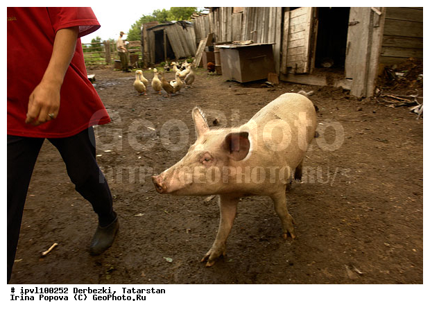 ��������, ���������, ����������� ����������, ����������� ���, ����������� ����, �������, ���������, �����, ������