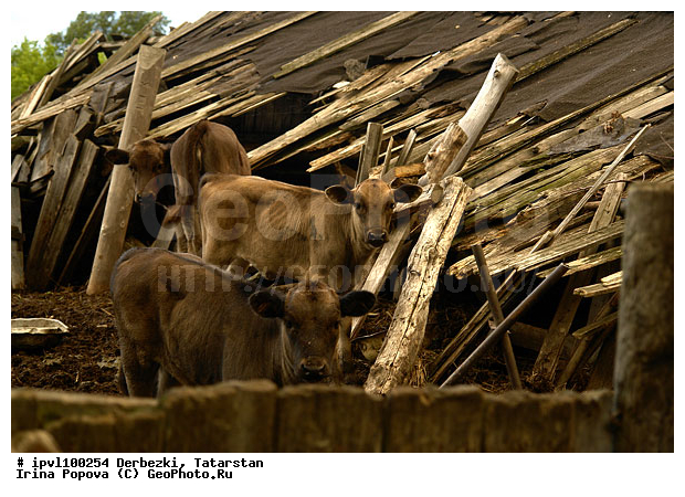 ��������, ���������, �����, �������, �����, �������, ����