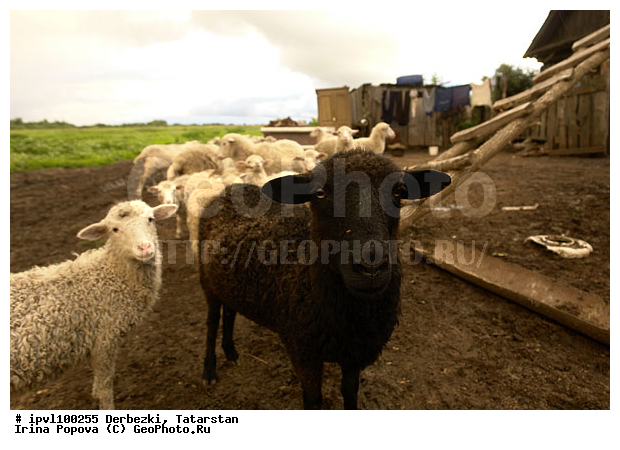 ��������, ���������, ��������, ����������� ����, �������, ����, ����, �����