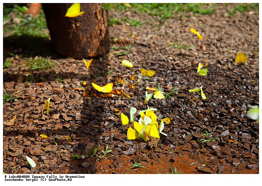 ��������, ����, ������, ���������, ����������� �������, �������