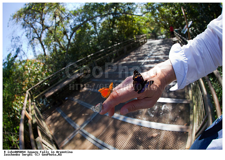 ��������, ����, ������, ���������, ����������� �������, �������