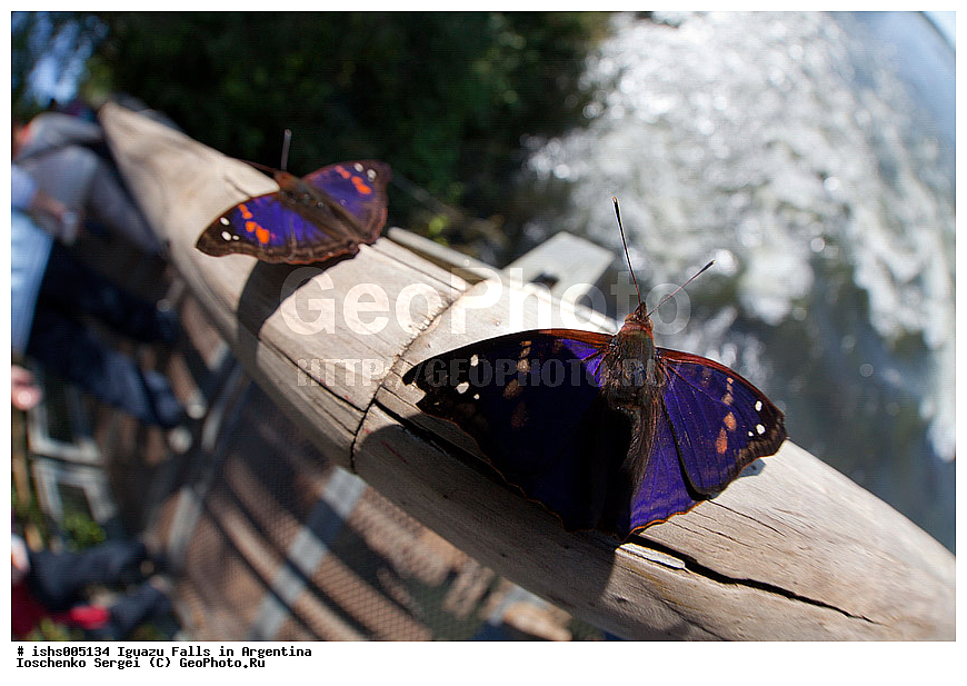 ��������, ����, ������, ���������, ����������� �������, �������