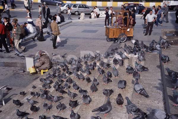 �������, ������, ������, �����, ����, �������, ���������� �����, �����