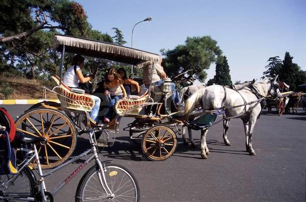 �������, ������, �����, ������, �������, ������, �����������, ���������, ��������, ��������, �������������, �������������, �����, �����, XYZ, ���������, Equidae, �������� ������, Equus ferus caballus