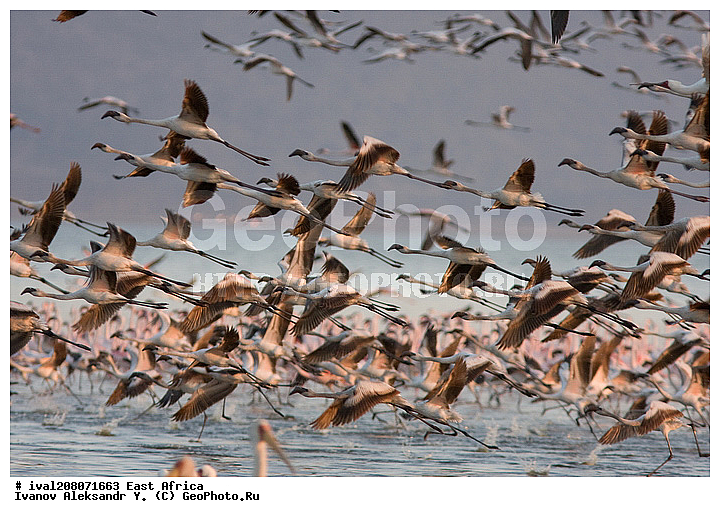 ��������� ������, �����, ����� ������, ��������, �� �����, �����, �����, XYZ, �����������, Phoenicopteridae, ����� ��������, Phoeniconaias minor, Phoenicopterus minor