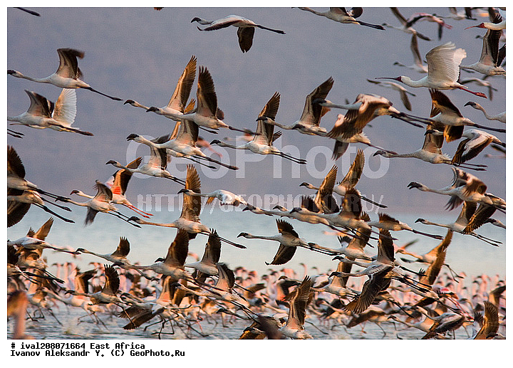 ��������� ������, �����, ����� ������, ��������, �� �����, �����, �����, XYZ, �����������, Phoenicopteridae, ����� ��������, Phoeniconaias minor, Phoenicopterus minor