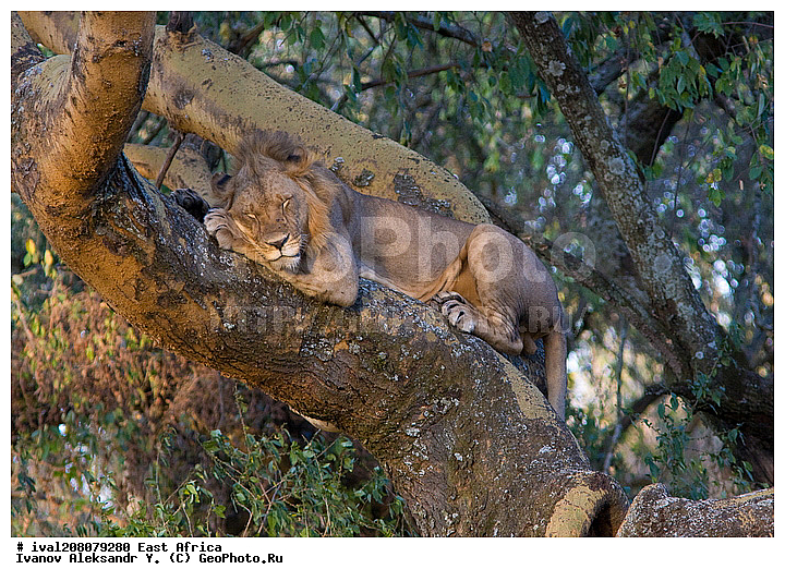 ��������� ������, �����, ������, ��� �� ������, ���� ������, �������������, �����, �����, XYZ, �������, Felidae, ���, Panthera leo