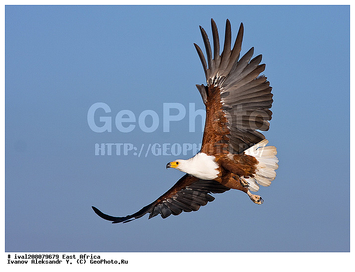 ��������� ������, �����, �����-������, ������������ ���� ����� �������, �����, ��������� ������, ��������, ��������, �����, �����, ��������, �����������, ������ �����, ������ �����, XYZ, ����������, Accipitridae, �����-������, Haliaeetus vocifer