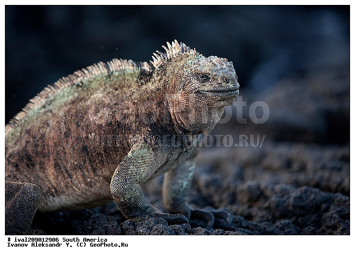 �������, ������������� �������, �������, �����, ����, ������� ������, ������ �������, ��������, ��������, ��������������, ��������������, ��������, ��������, �������, �������, XYZ, ���������, Iguanidae, ������� ������, Amblyrhynchus cristatus