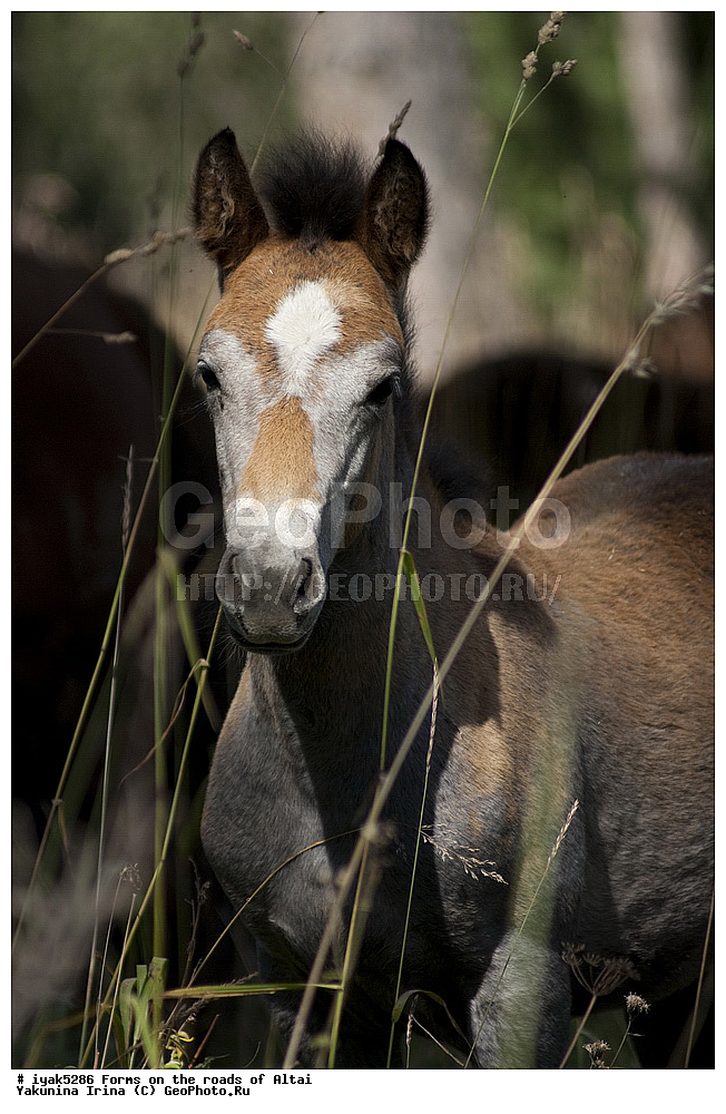 �����, ��������� ����������, ������