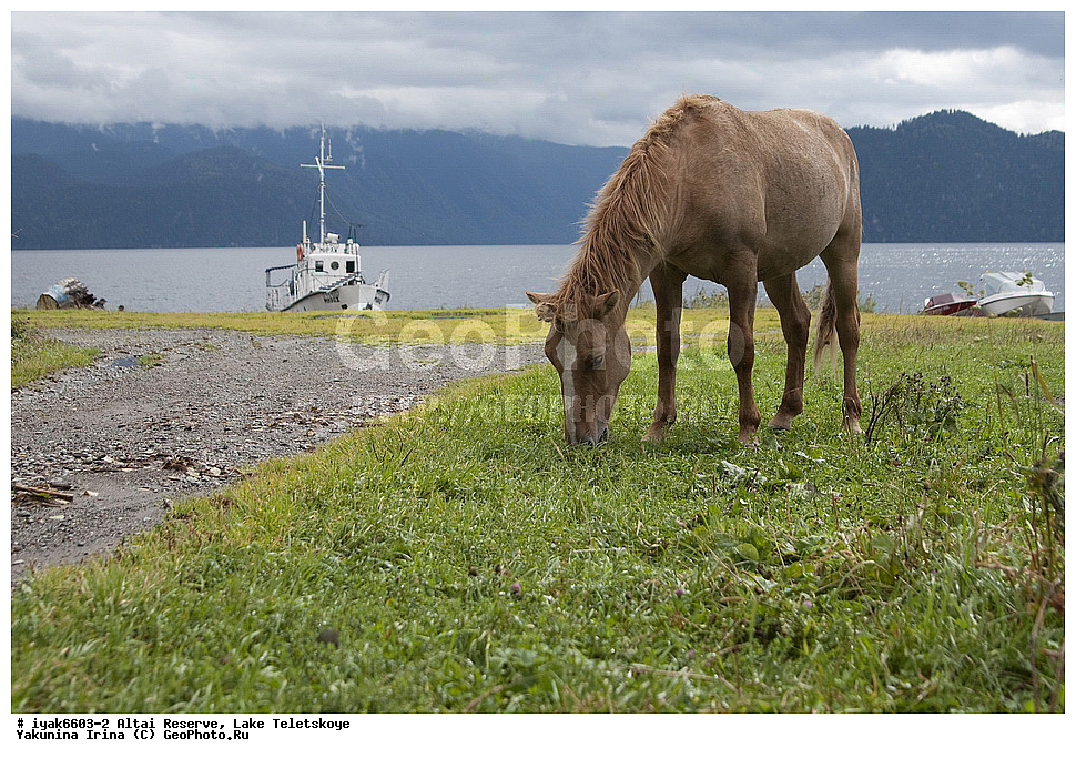 ��������� ����������, ����� ��������, �����, ����������