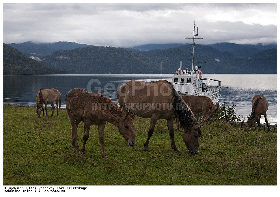 ��������� ����������, ����� ��������, �����, ����������