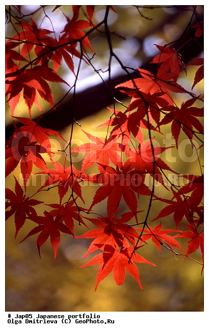 ������, �������� ����, �������, �����