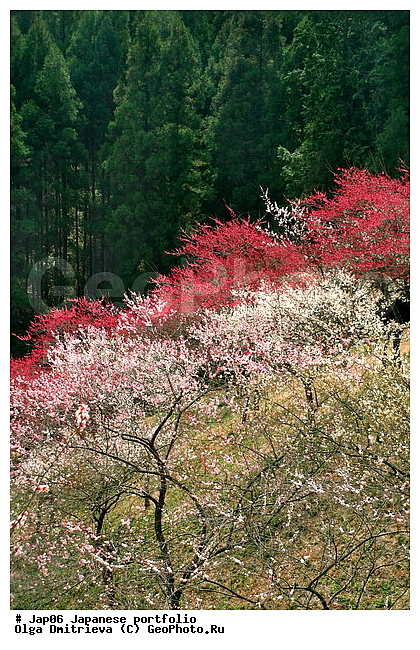 ������, �������� �����, �����, ��������� �������, ���� ���