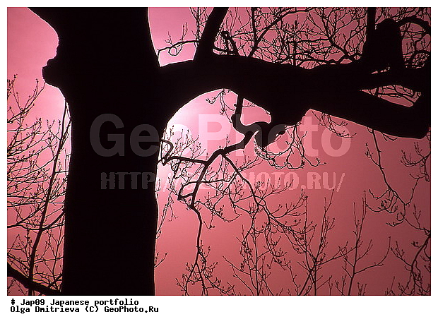 ������, �����, ������