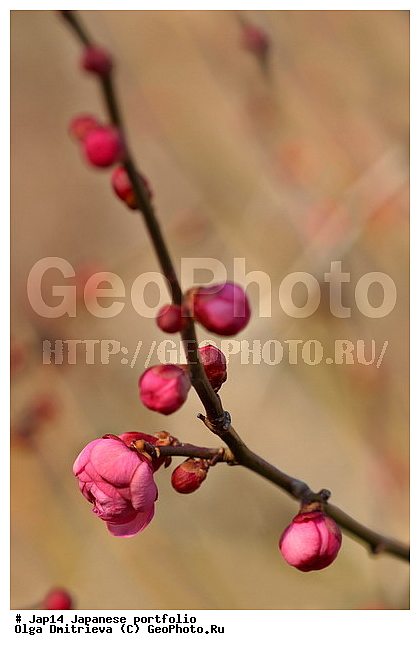 ���, ������, ����, �������� �����