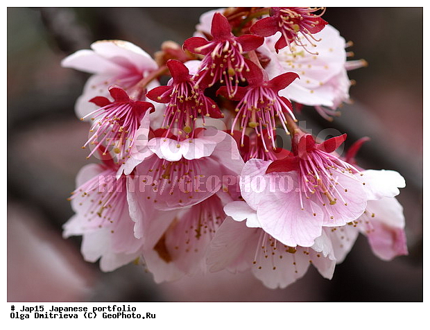 ������, ������, �����, ������ ��������, �����, ���������� ��������, ������������ ��������, ������������ ��������, ������, �����, XYZ, ������������, �������, �����������, Rosaceae, ������, ����� ��������������, ����� ��������������, ������� ��������������, Prunus serrulata