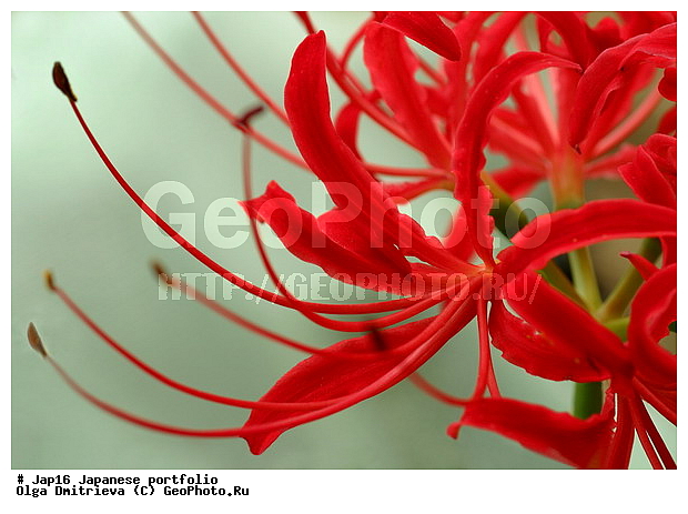 ������, ������� �������������, ���������