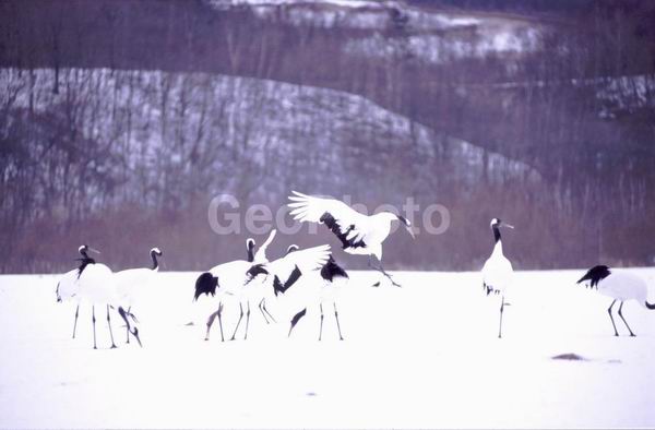 ����, ������� ������, ��������, ������, ������ ����������� ������, �����, �����, XYZ, ����������, Gruidae, �������� �������, ����������� �������, ������������ �������, Grus japonensis