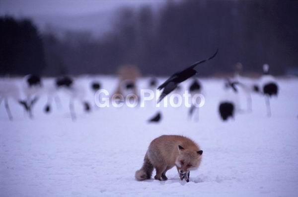 �����, ��������, �������, �����, ������, �������������, �����, �����, �����, ����������, �������������, �����, �����, ������, �������, ������, Canidae, XYZ, ������������ ������, ����� ������, Vulpes vulpes, ����