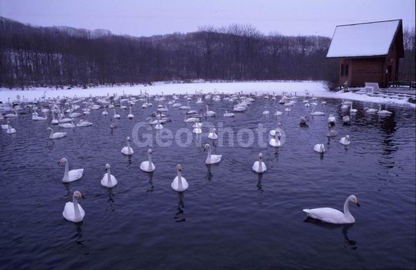 �����, ��������, ������, �����, ����������